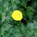 Ranunculus repens 'Buttered Popcorn'