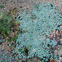 Raoulia australis