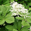 Rodgersia aesculifolia