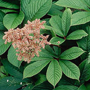 Rodgersia pinnata