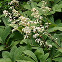 Rodgersia sambucifolia