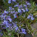 Rosmarinus 'Irene�