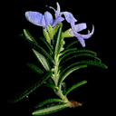 Rosmarinus officianalis 'Silver Spire'