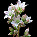 Rosularia libonotica (pesttalozzae v. glaberrimus)