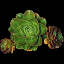 Rosularia sempervivum