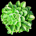 Rosularia sempervivum var. glaucophyllum