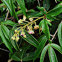Rubus henryi var. bambusarum