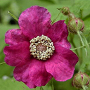 Rubus odoratus 97no11w ex Beal Garden