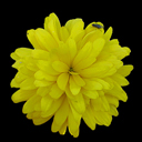 Rudbeckia lacinata 'Goldquelle'