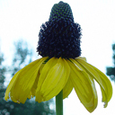 Rudbeckia maxima