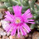 Ruschia indurata