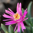 Ruschia pulvinaris