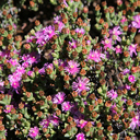 Ruschia putterellii