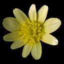 Ranunculus ficaria 'Coffee Cream'