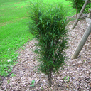 Rhamnus frangula 'Fineline'