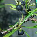 Rhamnus pallasi