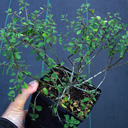 Rhamnus thymifolius