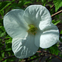 Rhodotypos scandens