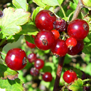 Ribes alpinum aureum