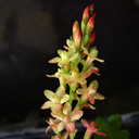 Ribes gordonianum
