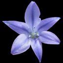 Romulea bulbocodium