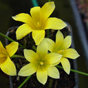 Romulea saldanhensis