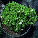 Rosa sp. very dwarf ex Jacques