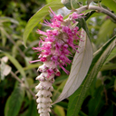 Rostrincula dependens