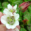 Rubus himalaicus