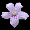 Ruellia carolinensis