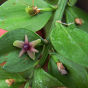 Ruscus aculeatus 'Wheeler's Variety'