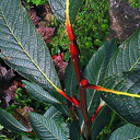 Salix moupinensis edhch 97319