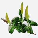Salix pentandra