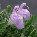 Salvia caespitosa