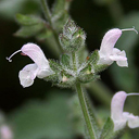 Salvia disermas