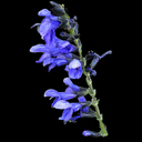 Salvia guaranitica 'Omaha Gold'