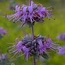 Salvia leucophylla