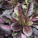 Salvia lyrata 'Purple Knockout'