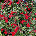 Salvia microphylla variegata