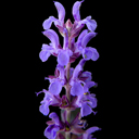 Salvia nemorosa 'Blue Queen"