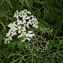 Sambucus canadensis 'Laciniata'