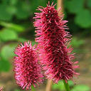 Sanguisorba menziesii