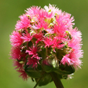 Sanguisorba minor