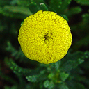 Santolina chamaecyparissus 'Foxden'