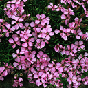 Saponaria caespitosa