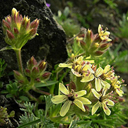 Saponaria lutea