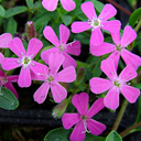 Saponaria ocymoides
