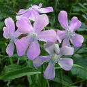 Saponaria officianalis