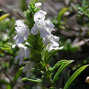 Satureja montana