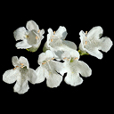 Satureja spinosa �Thorny Horny Beast�